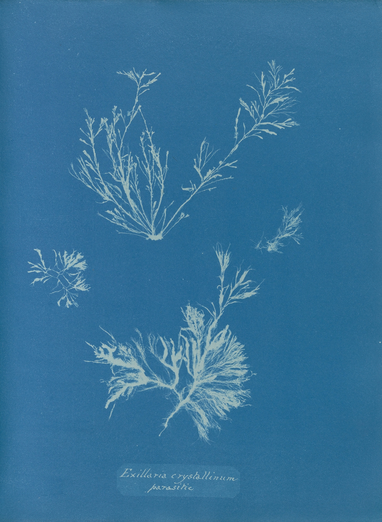 cyanotype